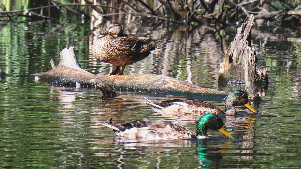    Специалисты выясняют причину массовой гибели птиц на озере Маныч-Гудило в Ростовской области, сообщили в региональном министерстве природы.