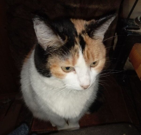 Сейчас этой кошке около 14 лет