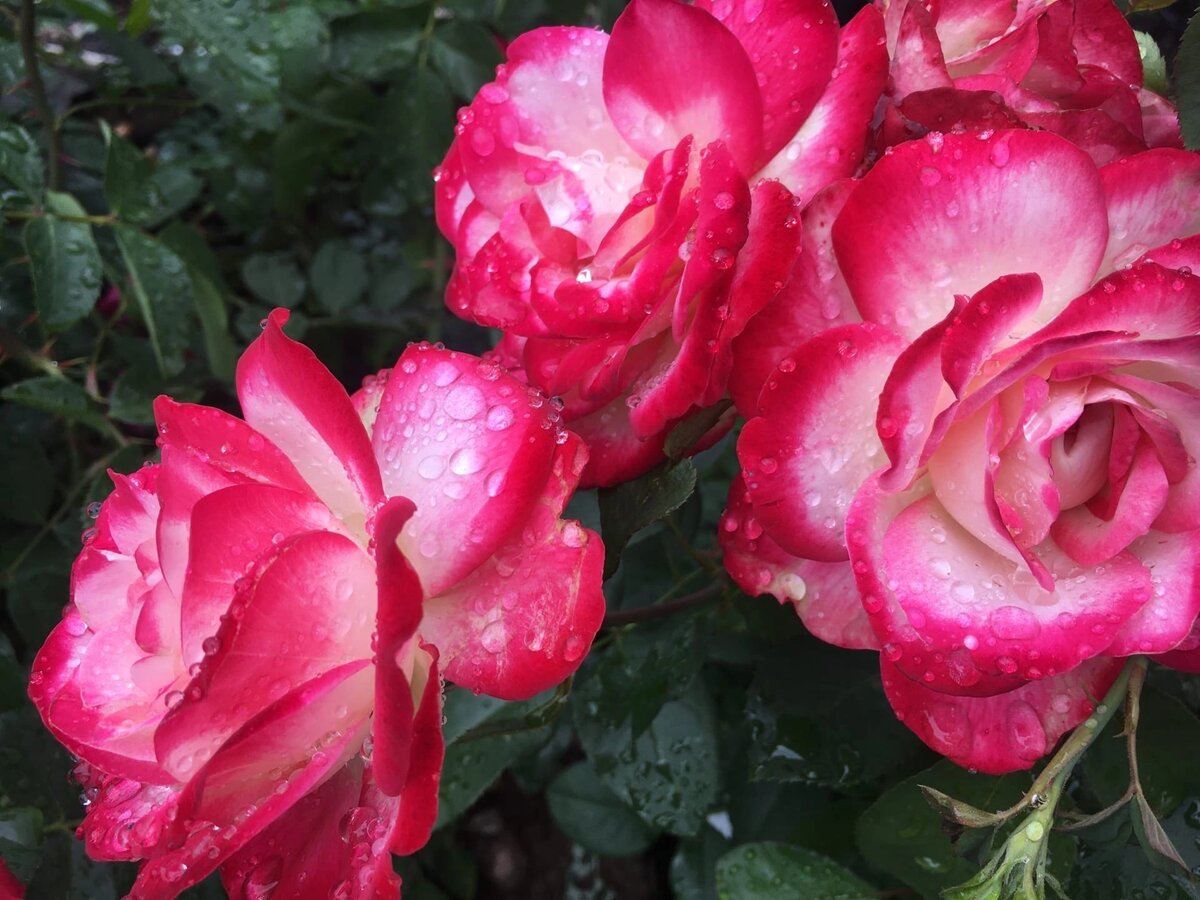 Юбилей Петербурга шедевр ,как с картины а за многие годы полюбился садоводом за устойчивость и обильнейшее цветение!