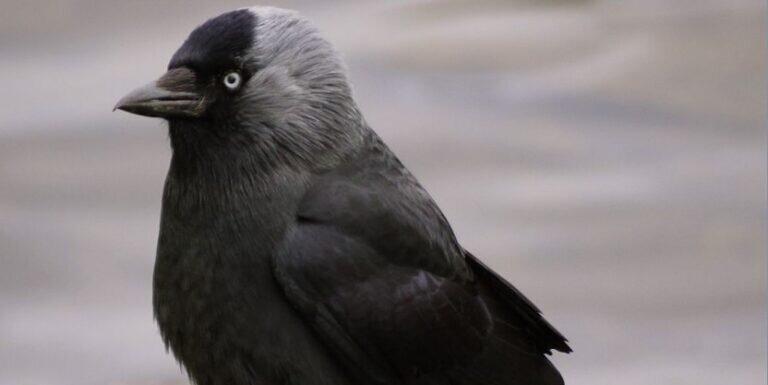    Галка (Corvus monedula) / © Wikimedia Commons