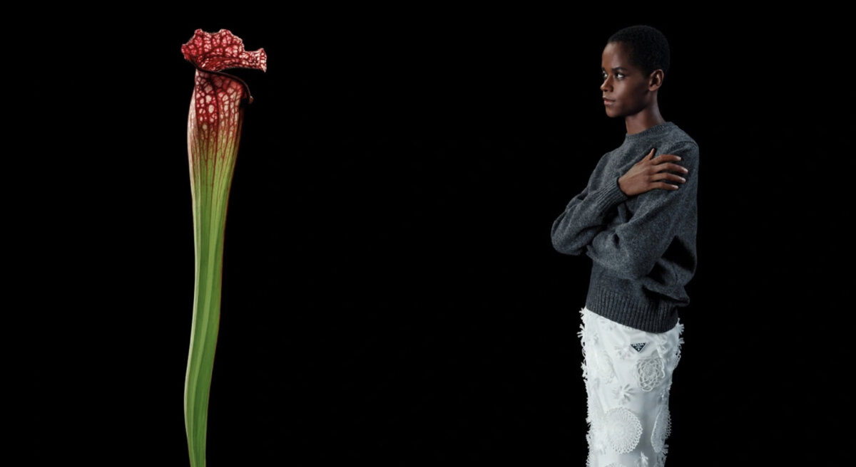    Prada раздаст всем желющим банки с семенами для цветов (фото 1)