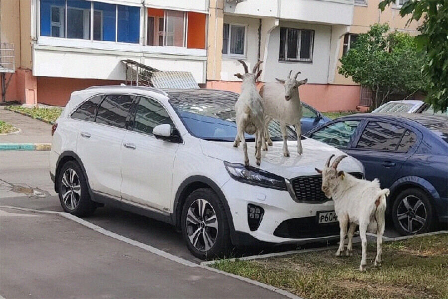 Коза в салоне авто