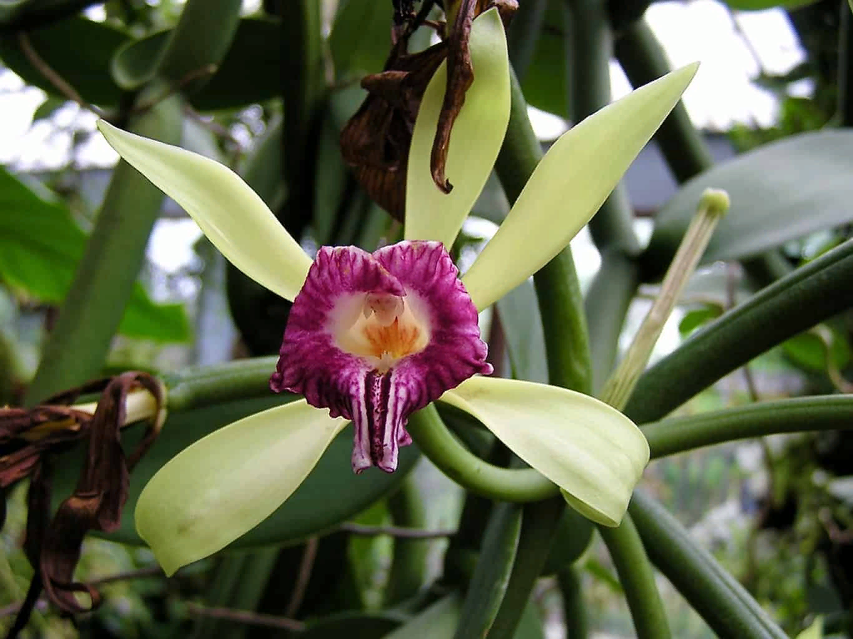 Vanilla plants. Орхидея ваниль стручки. Meidarland Spring Vanilla Орхидея. Орхидея ванила Айскрим. Плод орхидейных.