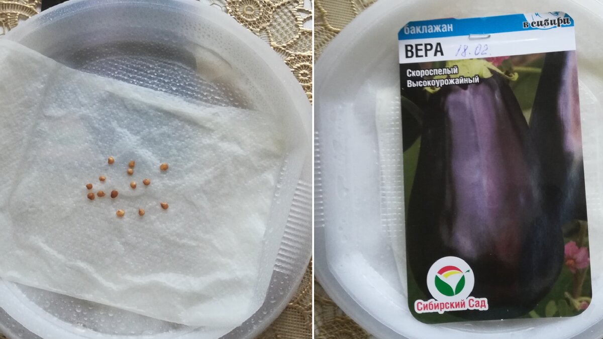 Семена на смоченной салфетке. На вторую тарелочку кладем сверху пакетик. Фото автора