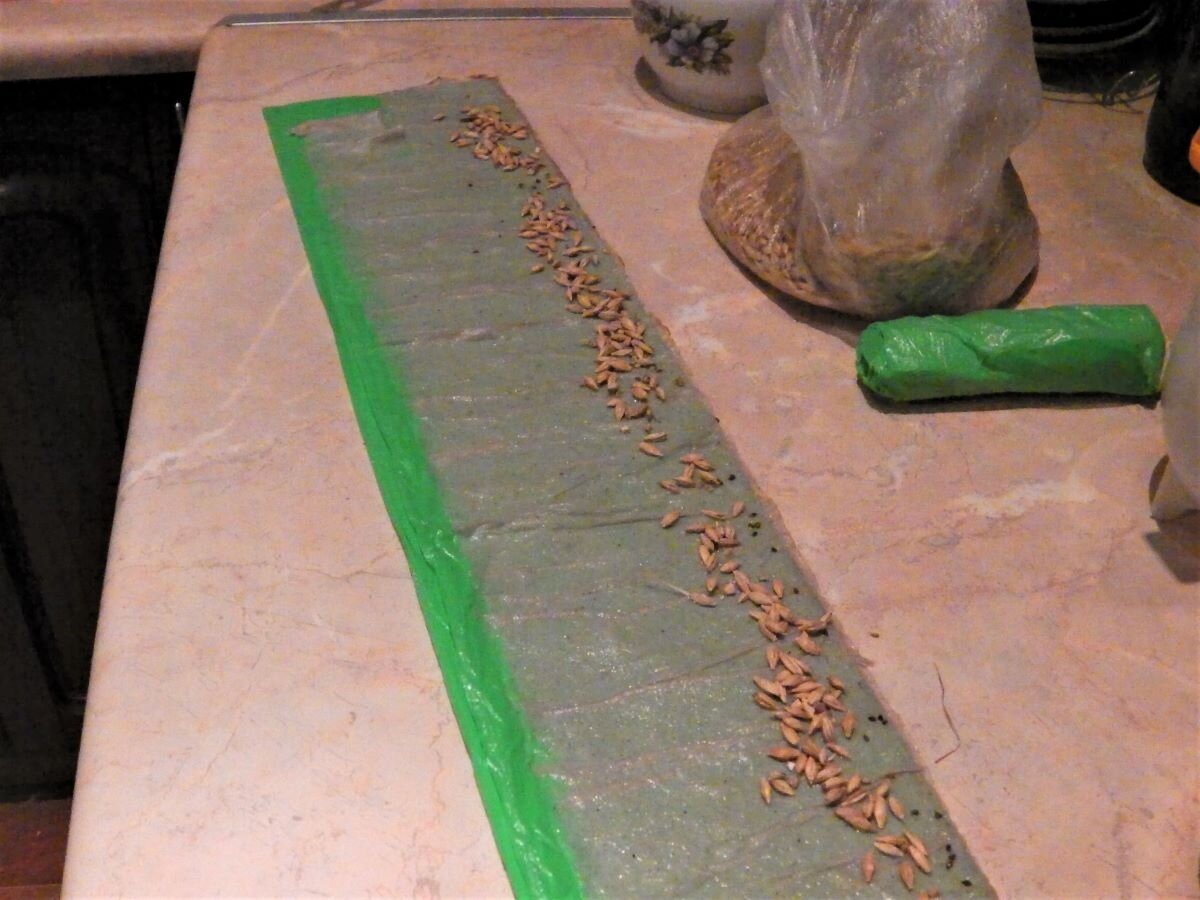 Раскладываю зерно на увлажненное бумажное полотенце. Фото автора