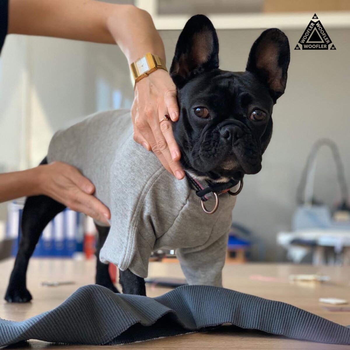 Бульдог на примерке одежды WOOFLER