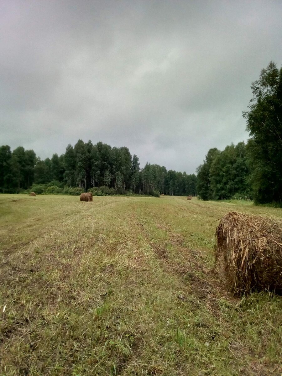 Июль, пора сенокоса!