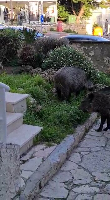 Это Хайфа-город, расположенный на севере Израиля