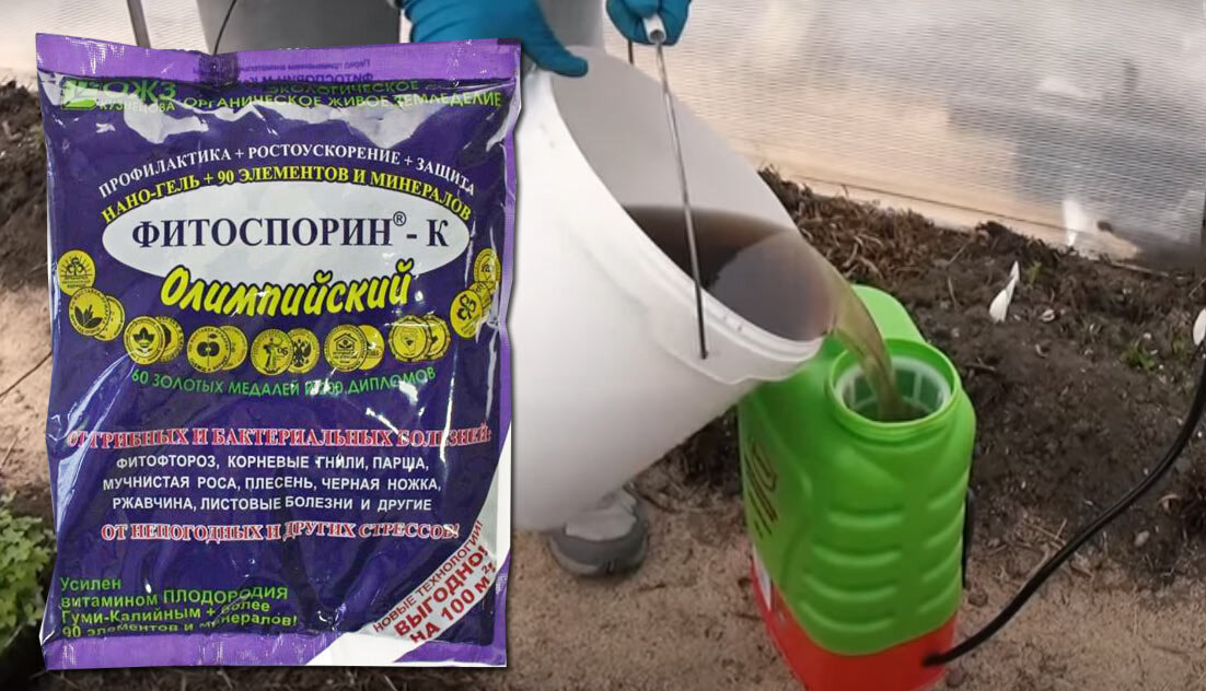 Две столовые ложки рабочего раствора Фитоспорина растворяю в десяти литрах воды в ведре, перемешиваю и заливаю в опрыскиватель.