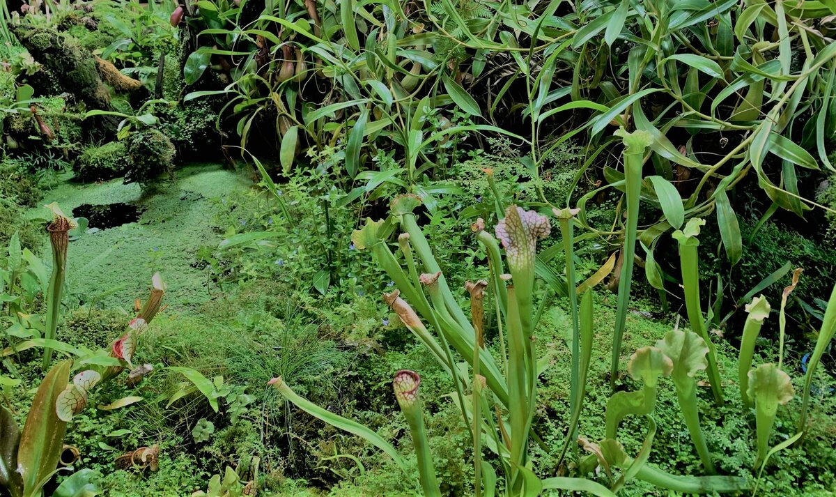 миниболото