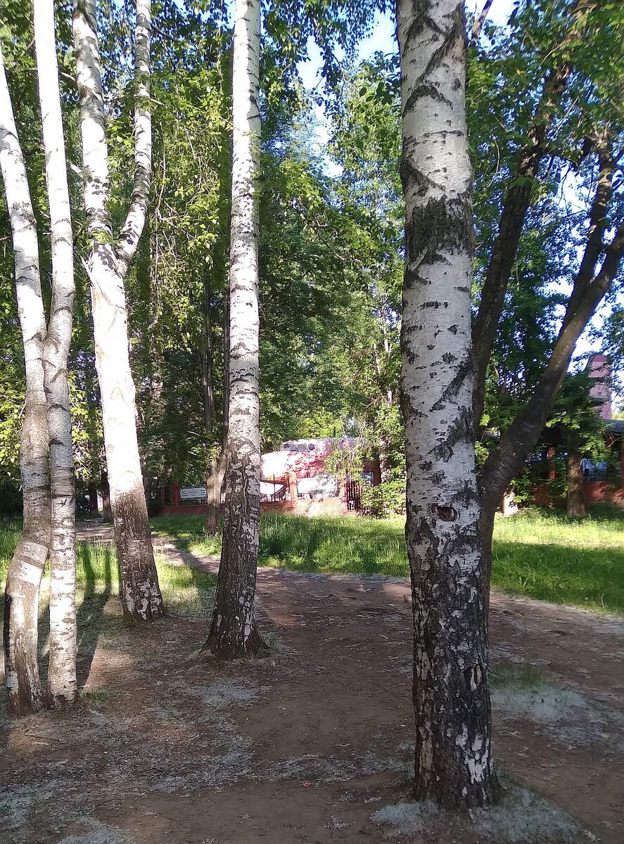 Березы.