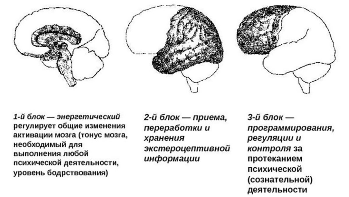 Функциональные блоки мозга - немного о том, где 