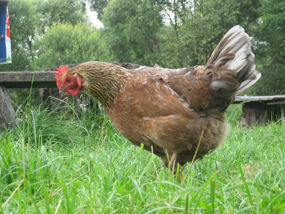 (примерно такой расцветки были наши курочки) 