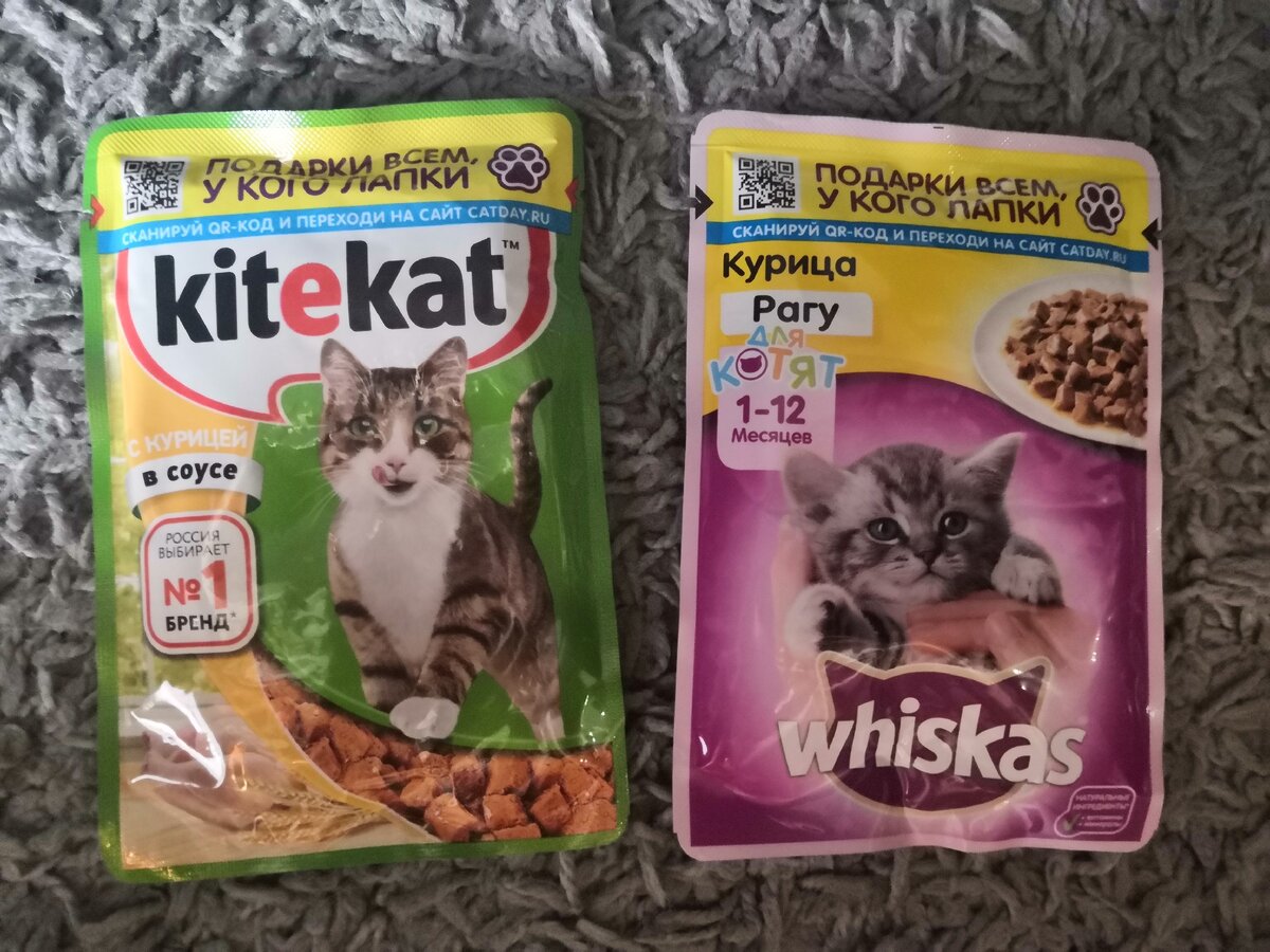 кормление котят