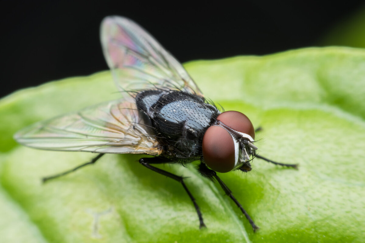 Род комнатной мухи. Musca domestica комнатная Муха. Муха (Musca domestica domestica). Капустная Муха. Двукрылые комнатная Муха.