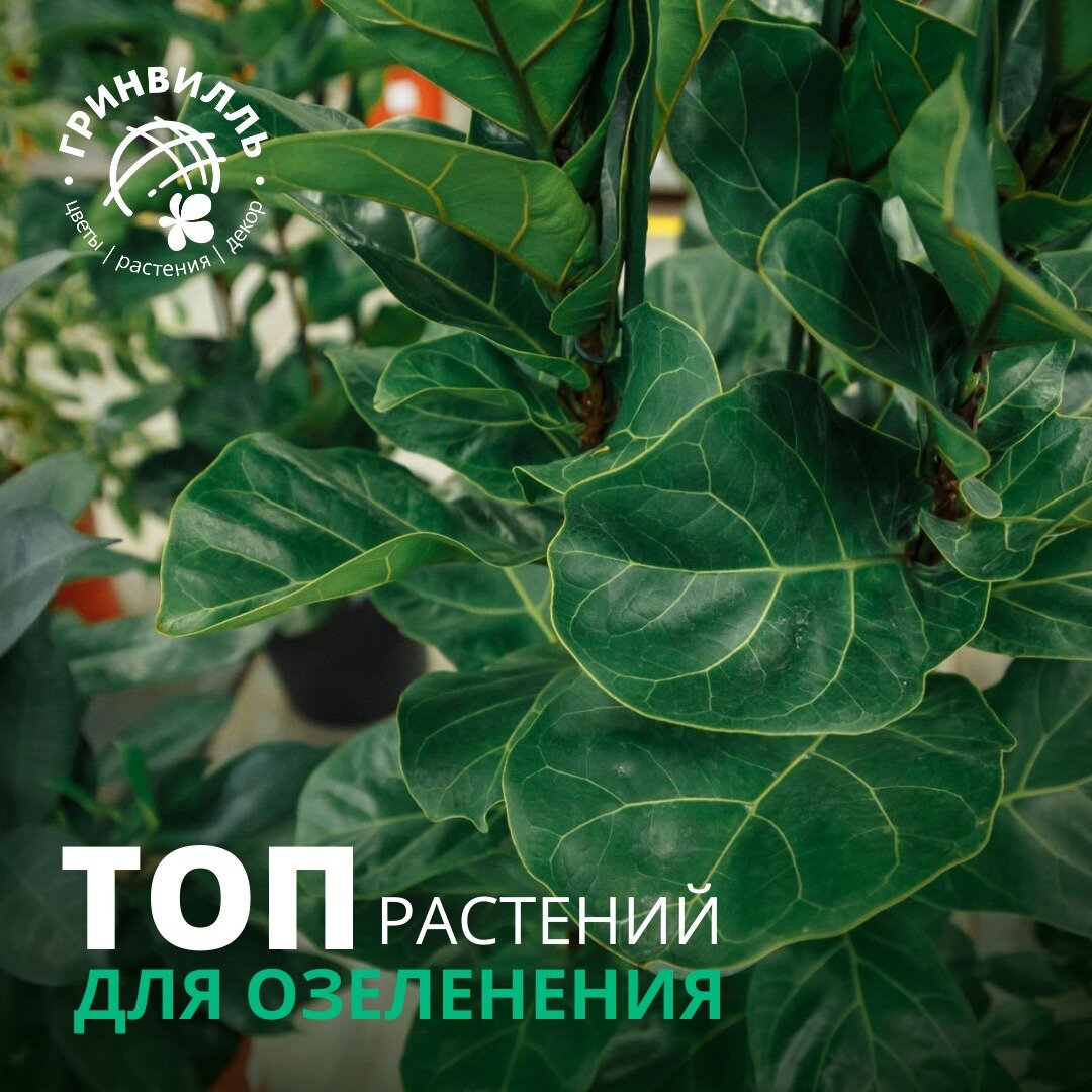 Фикус лирата