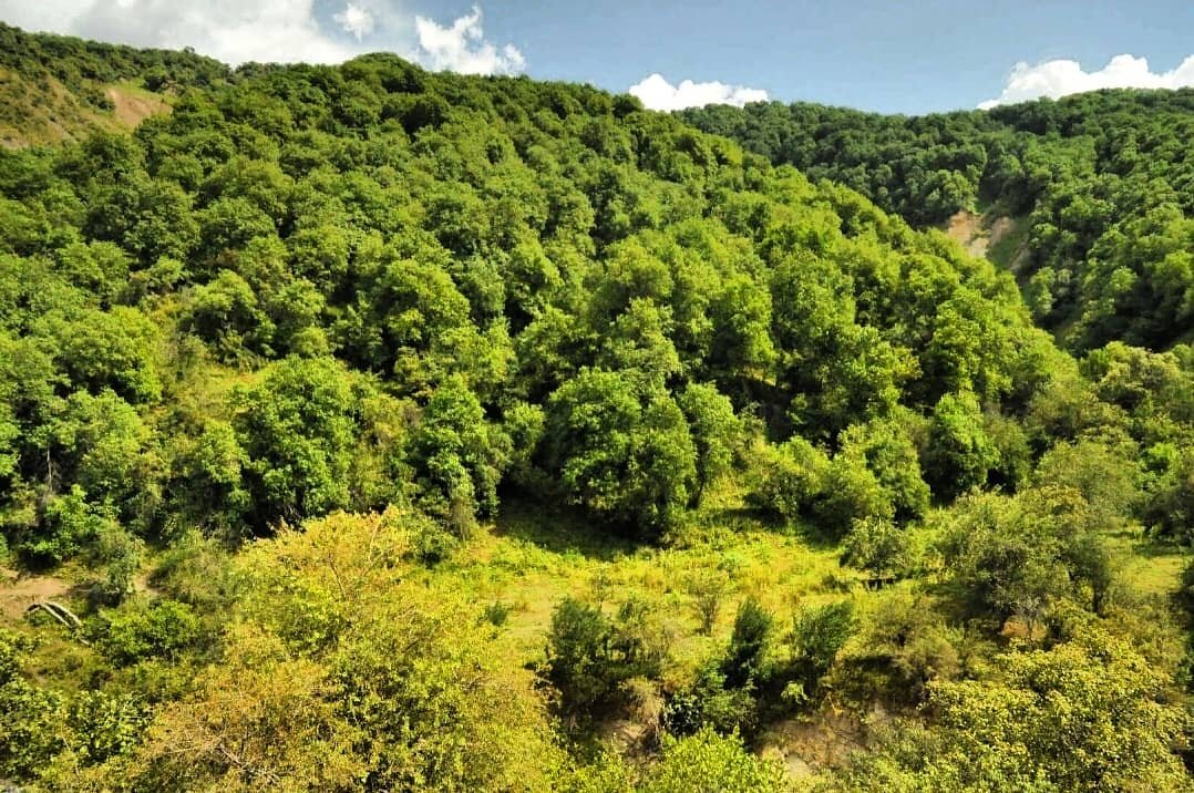 Ореховый лес в киргизии