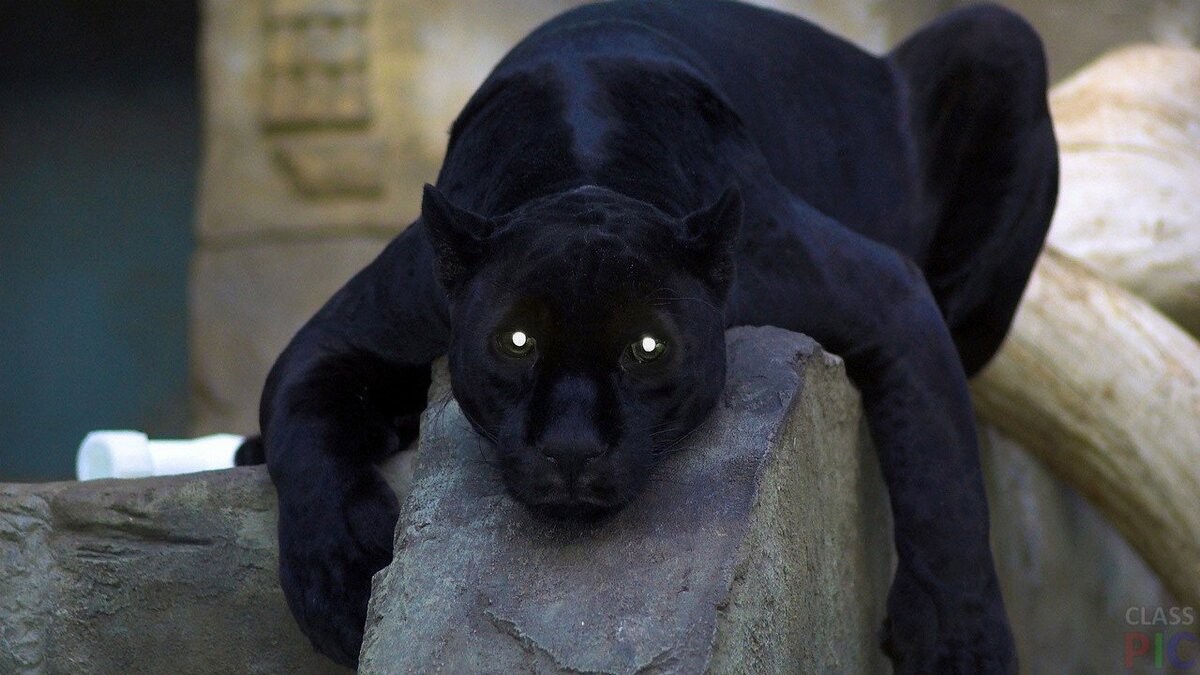 Случаев нападения пантер на людей происходивших как правило ночью в поисках пищи пантеры может залезть в дом и напасть на сонных людей по статистике людоедов среди них меньше чем у тебя черный цвет шерсти пантер вызвано  содержание в ней меланина который придает шерсти насыщенный черный оттенок верованиях многих народов пантеры считаются лесными призраками из-за их впечатляющее окраски и неуловимости хвост черной пантеры может быть больше метров длиной в среднем пантеры весят от 30-40 килограммов но встречаются экземпляры весом их целую сотню килограммов большинство черных пантер отличается агрессивным поведением что в сочетании с их превосходно развитой мускулатурой делает их чрезвычайно опасными хищниками в отличие от большинства других хищных зверей опасающихся приближаться деревням и городам черный я не на это дело в человека они не боятся хоть и проявляет при этом разумную осторожность в отличие от некоторых других больших кошек пантеры и любят плавать после охоты черная пантера обычно наедается до отвала легко поглощая за раз количество еды соответствующие 3 ее вес после чего нисколько не отдыхает и переваривает пищу пантера хищник не только умные но еще и жертву она может выслеживать час за часом постепенно подбираясь к ней выжидая удобного момента для так черные пантеры обладают уникальной способностью изменять свой зад что позволяет и обманывает своих жертв которые сами идут к ней в лапы привлеченные запахом которые принимают за самых сородич известны случаи когда черные панели успешно охотились даже на молодых аллигаторов благодаря своим способностям  черные пантеры иногда охотятся на обезьян и птиц о своих котятах черные пантеры заботятся до тех пор когда те мне исполнится два года при этом молодые пантеры обычно начинают охотятся уже возрасте 6 7 месяц на этом все ставьте лайки подписывайтесь