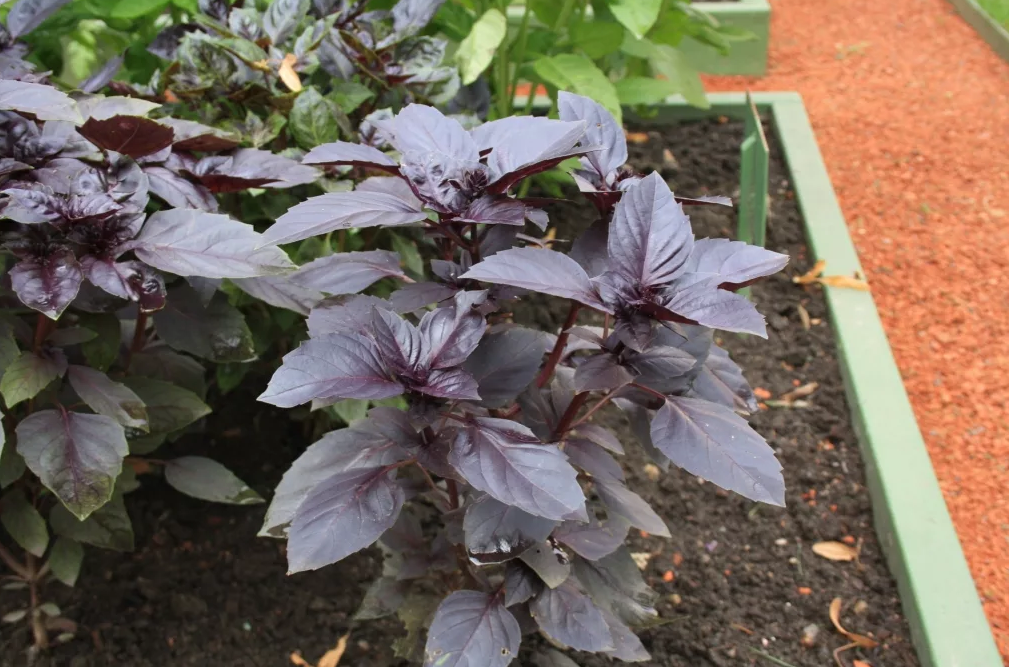 это базилик уже в теплице, пересаженный с горшков