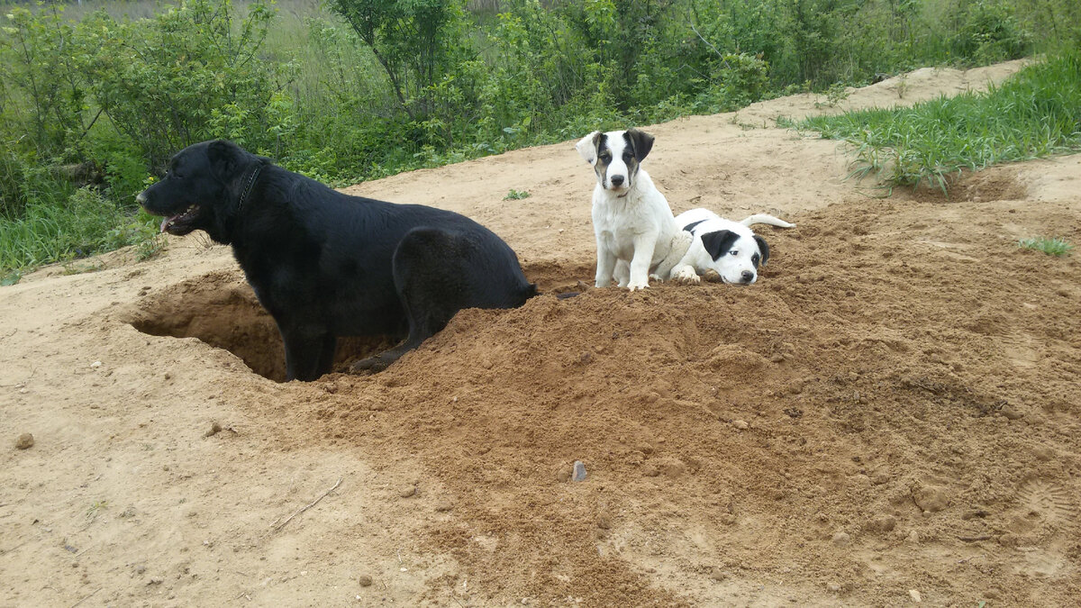 наш выпускник (фото хозяйки). Наш-который черный))