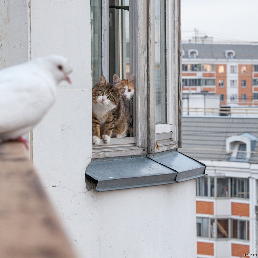 Кошка может потерять равновесие и сорваться вниз по разным причинам: порыв ветра, скользкий подоконник, во время сна или от резкого неожиданного звука.