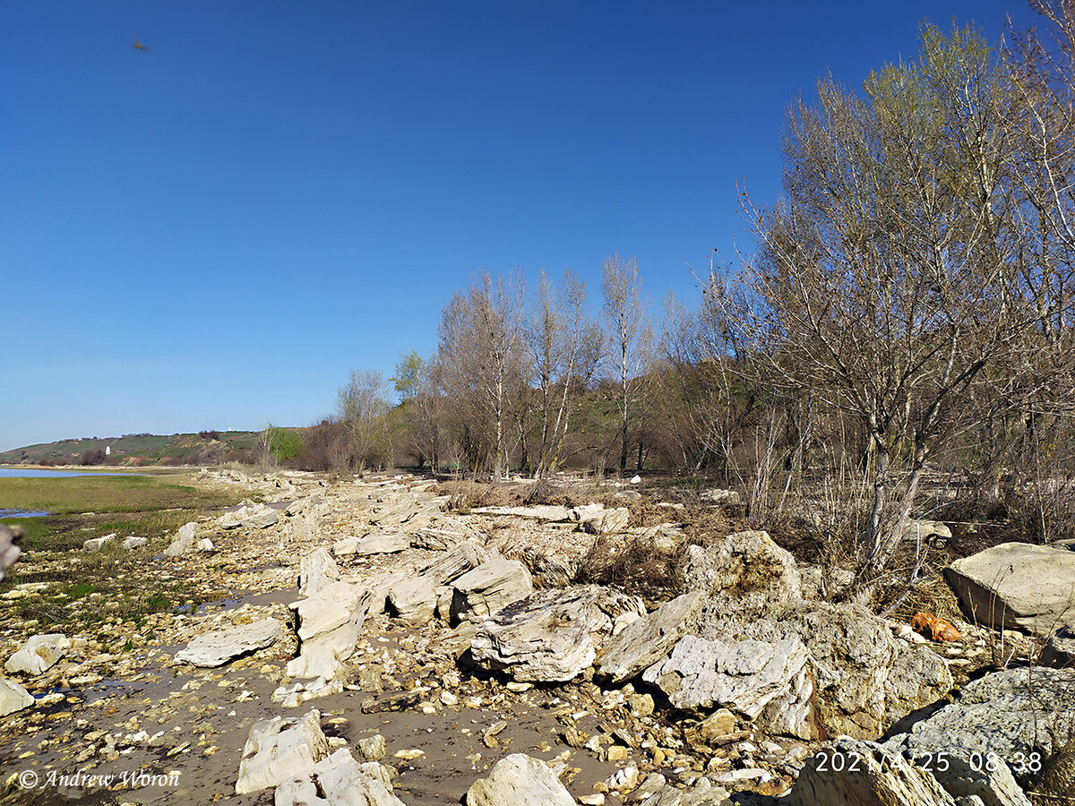 Тополиная роща на берегу моря