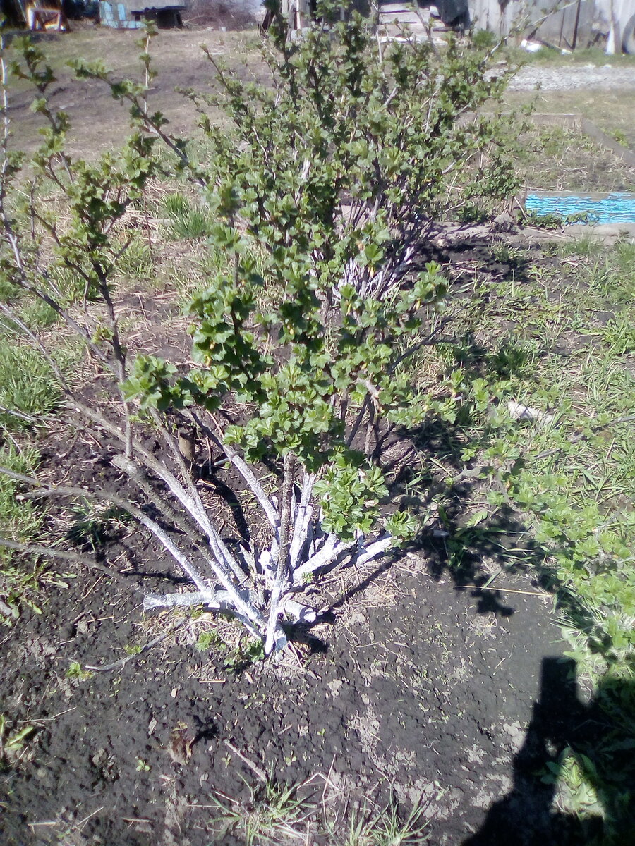 крыжовник набирает цвет