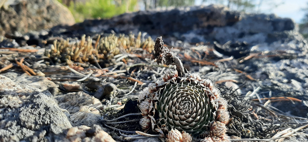 Неизвестное для нас растение