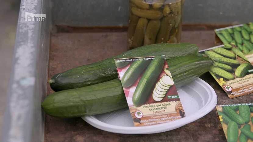 Выбор сортов большой, подходящий выбор - большой урожай (Источник: Prima DOMA)