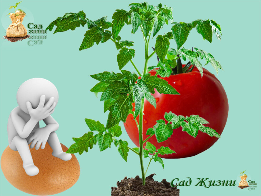 Яйца в томатах - очередной садовый фейк