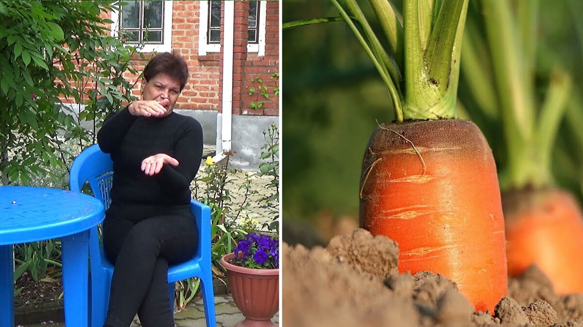 Как правильно поливать морковь от всходов до сбора урожая