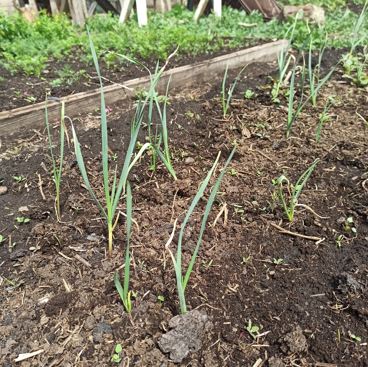 Моя грядка с чесноком