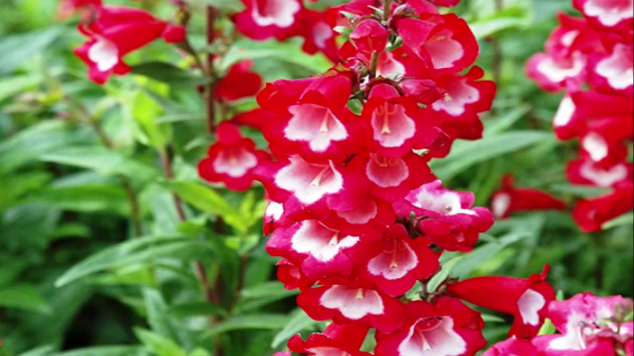 native plants bush whipple's penstemon Идеи посадки растений, Темно-фиолетовые ц
