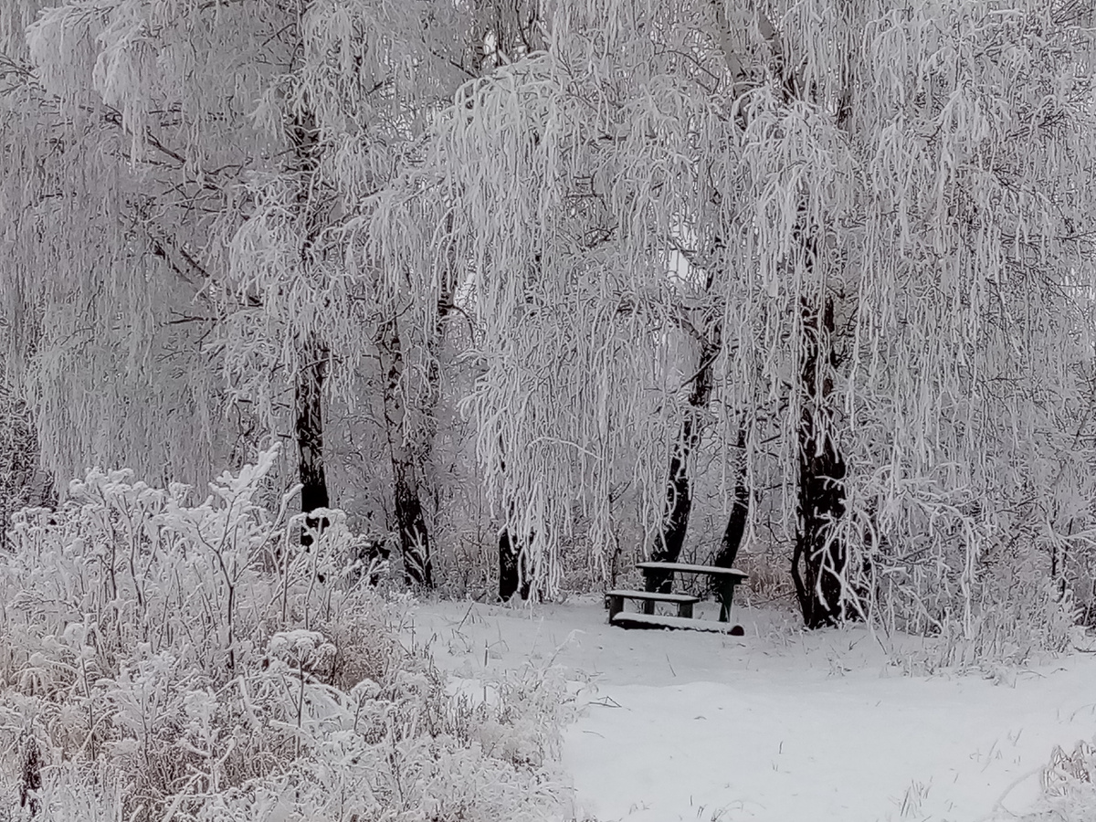 Уселись яркой стайкой снегири, Перекликались радостно и светло,
Как маленькие отблески зари
На серебристы ветви занесёны ветром!

Такое чудо утром вижу я,
А сердце радостью и чистотой лучится
И сожалею очень, что нельзя
Вот также мне порхать той яркой птицей.

А под ногой звеня хрустит снежок,
Весёлым треском оглашая каждый шаг,
А вдалеке покрытый инеем стожок,
на солнце пламенеет словно флаг.
