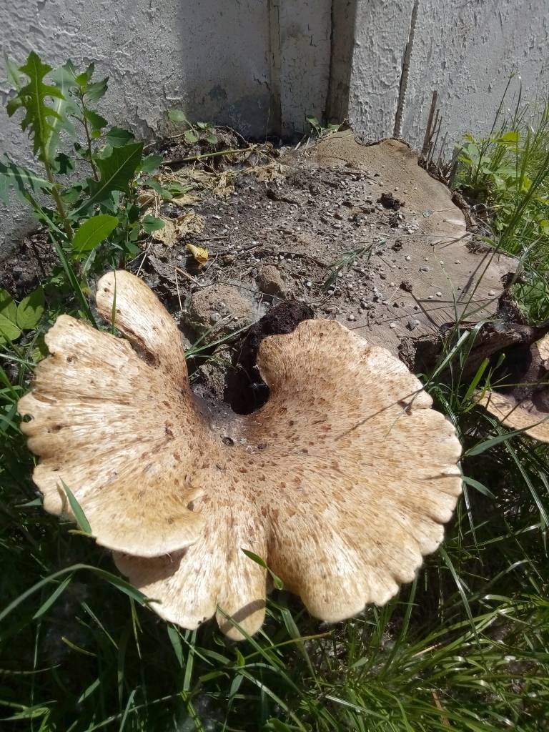 Это гриб ... Гриб - фрик, который я сфотографировал недалеко от центра Москвы, на пне. Что он может символизировать?..