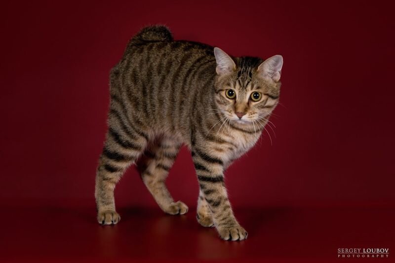 Курильский бобтейл КШ