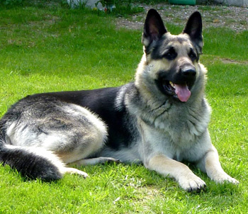 Восточно-европейская овчарка