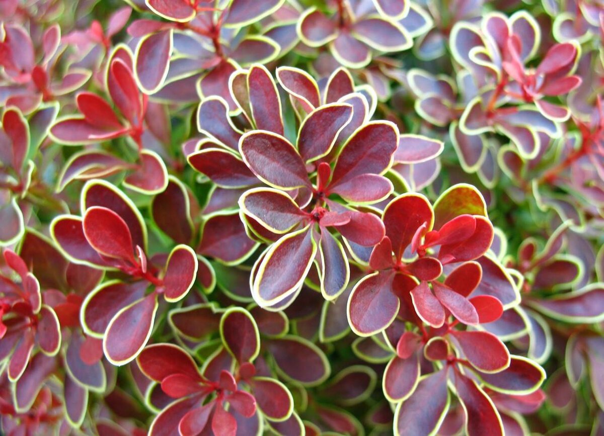 Барбарис Тунберга Berberis thunbergii Golden Ring