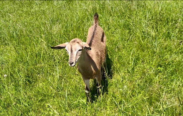 Сидорова коза. Рогов нет потому что эта на фото - молодая еще.