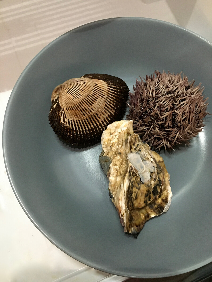 Анадара, морской еж и устрица Сакура