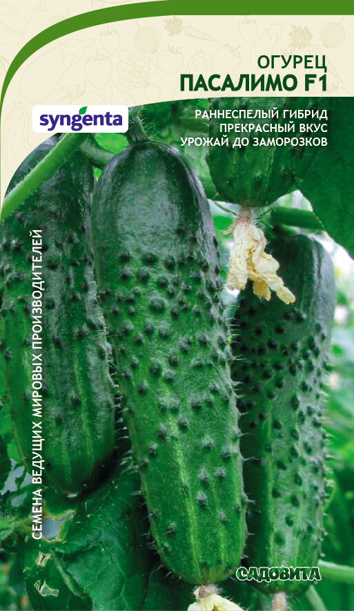 Огурцы "Пасалимо" в среднем весят по 90-100 граммов