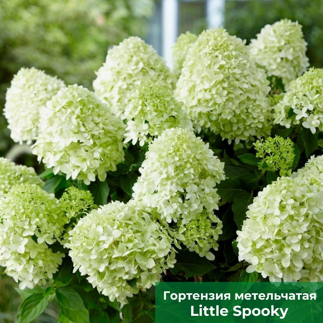  Гортензия метельчатая Little Spooky