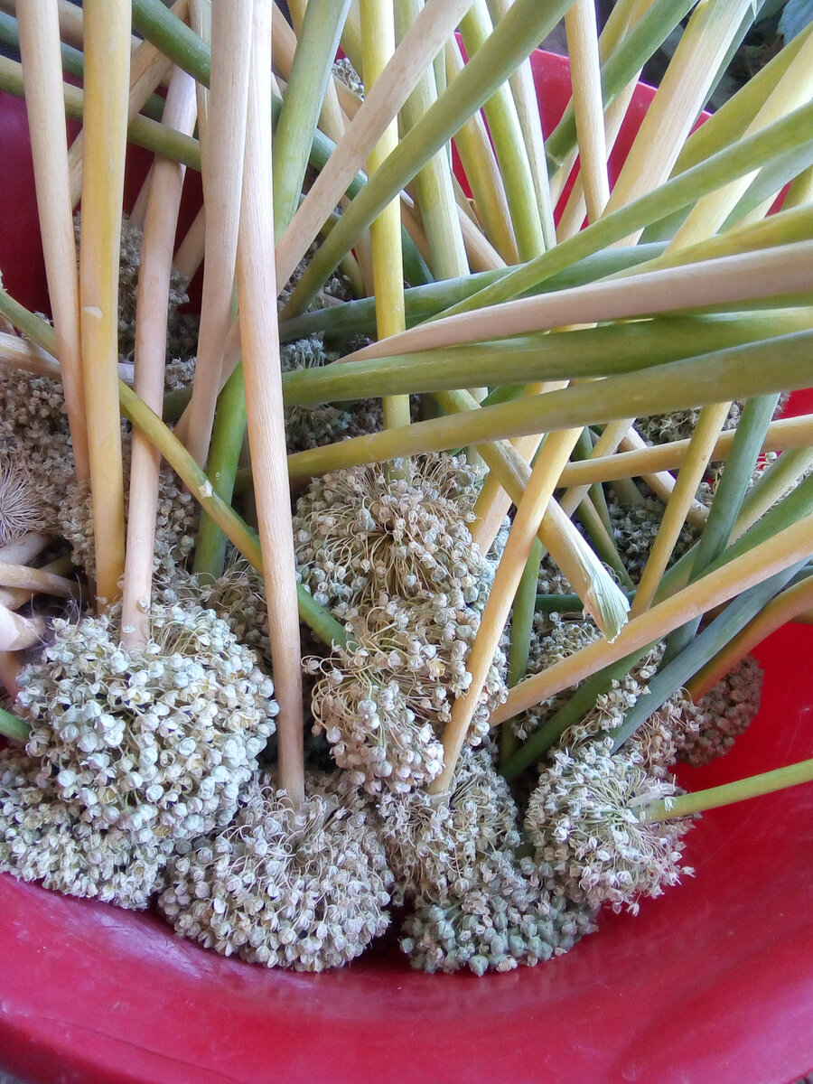 Ждут обмолота