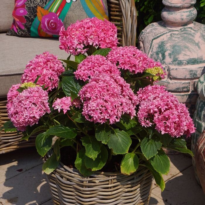 Hydrangea macrophylla , гортензия крупнолистная