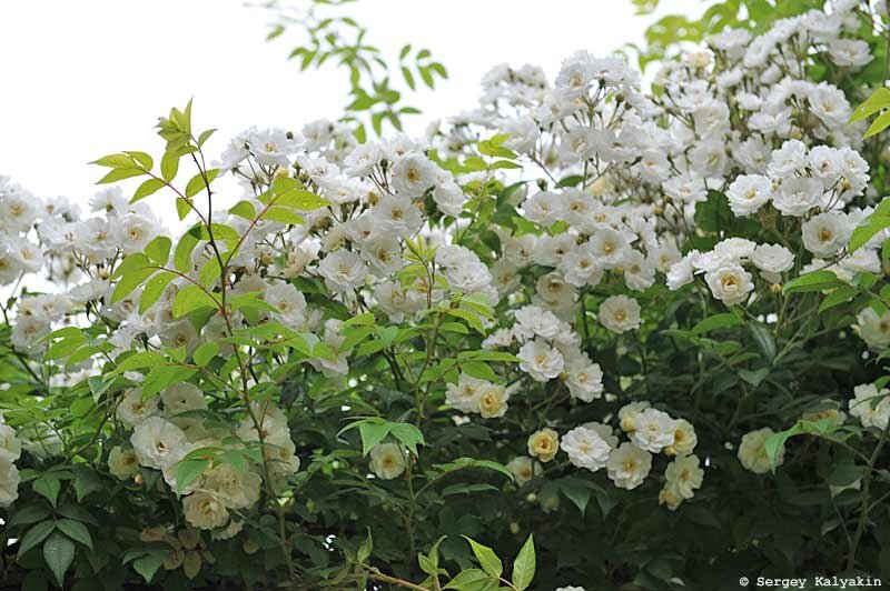 Роза `Rambling Rector' 