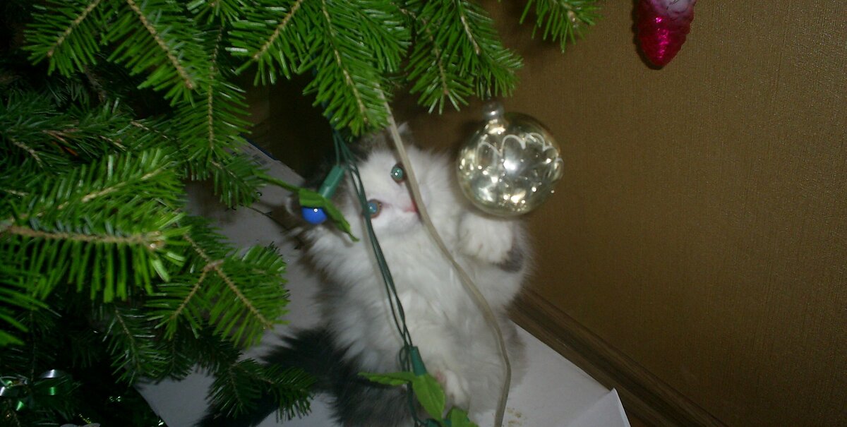 Для иллюстрации использовано фото моего котика