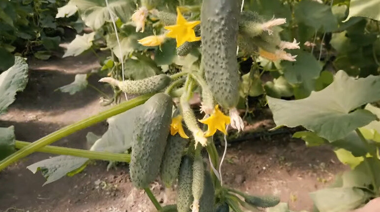 Плюсы и минусы сорта
