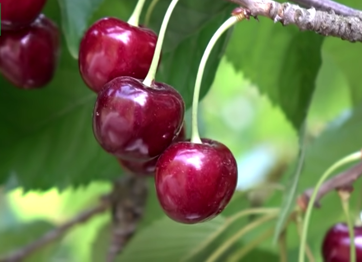 Нарядное деревце.