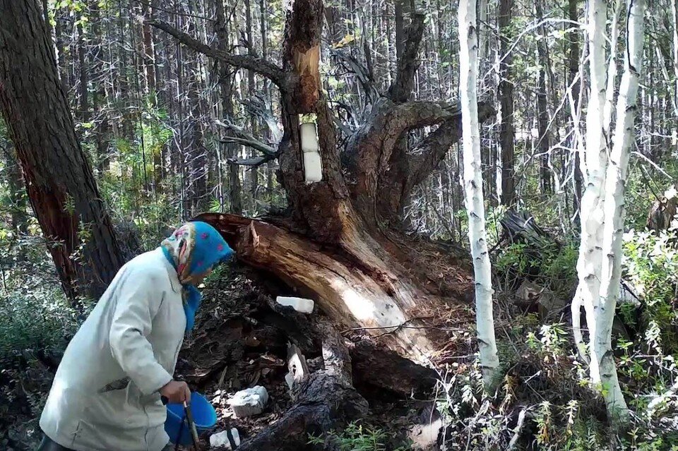    В зону внимания фотоловушки попали не только привычные обитатели леса, но и… бабушка. Фото: ФБГУ "Заповедное Прибайкалье"