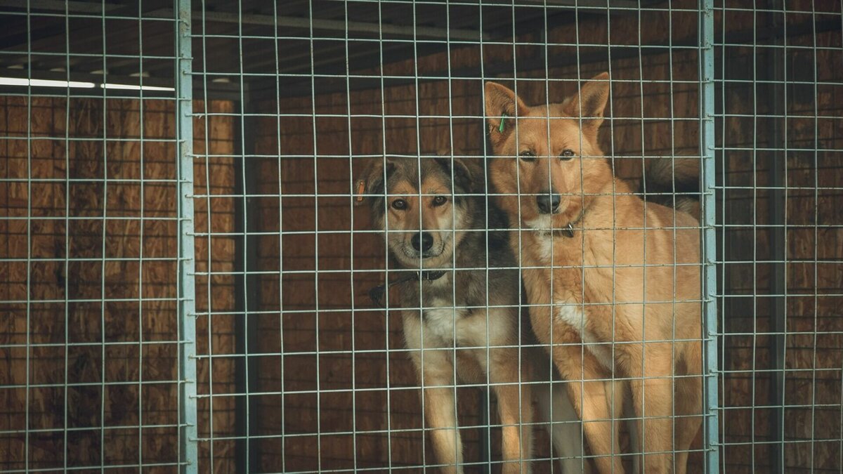     Депутаты Госсовета Татарстана в очередной раз пытаются решить «собачий вопрос». Как это сделать на бумаге, наконец, становится понятно. Но для перехода к практике нужны деньги. Когда бездомные животные перестанут нападать на татарстанцев — в материале Inkazan.